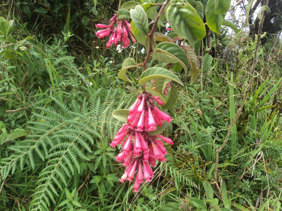 Cestrum elegans (Brongn. ex Neumann) Schltdl.